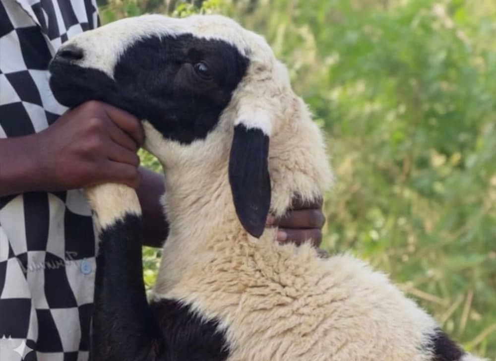خَروف كَبير بالطَعام (حَجم مُميز) 2