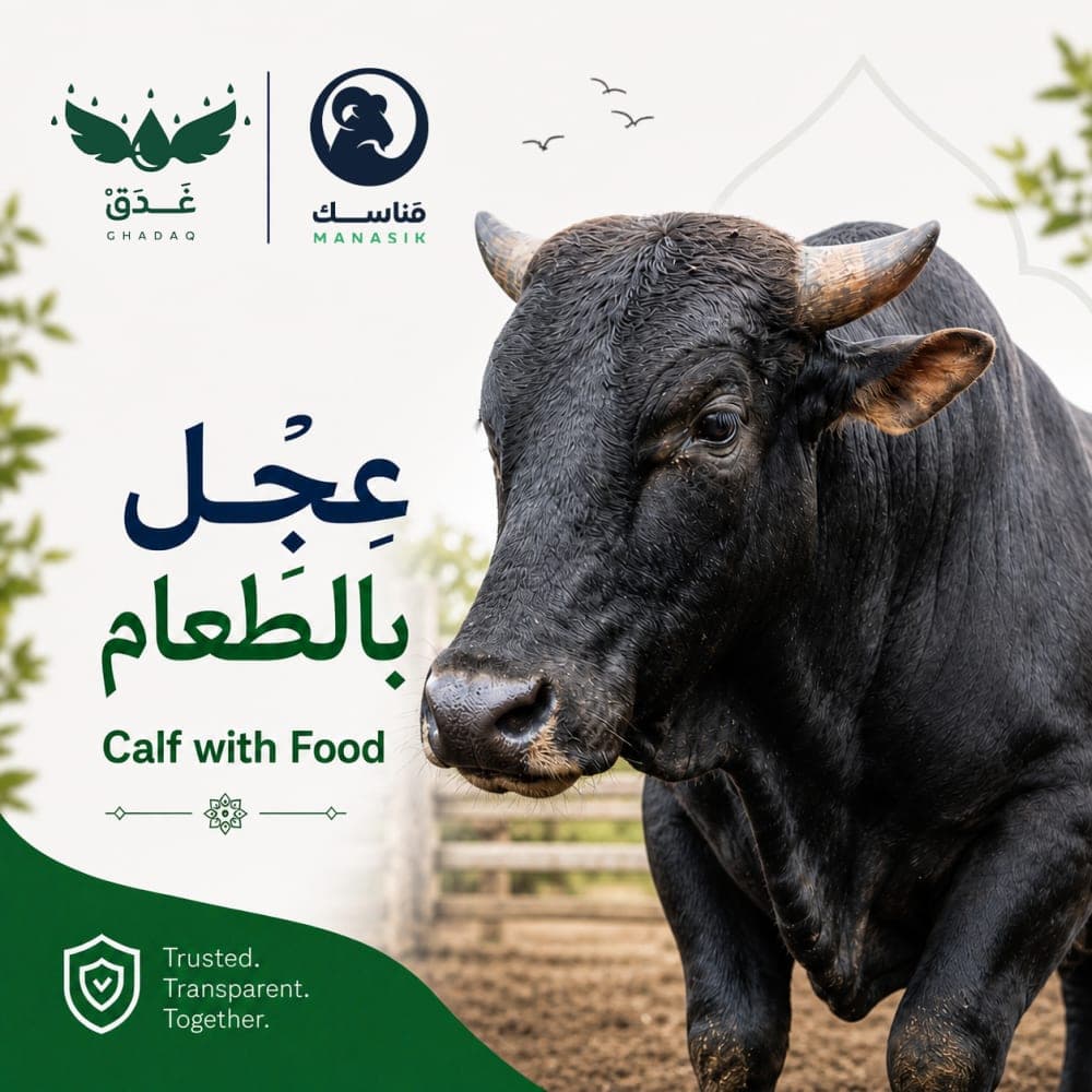 عِجــل بالطعَــام