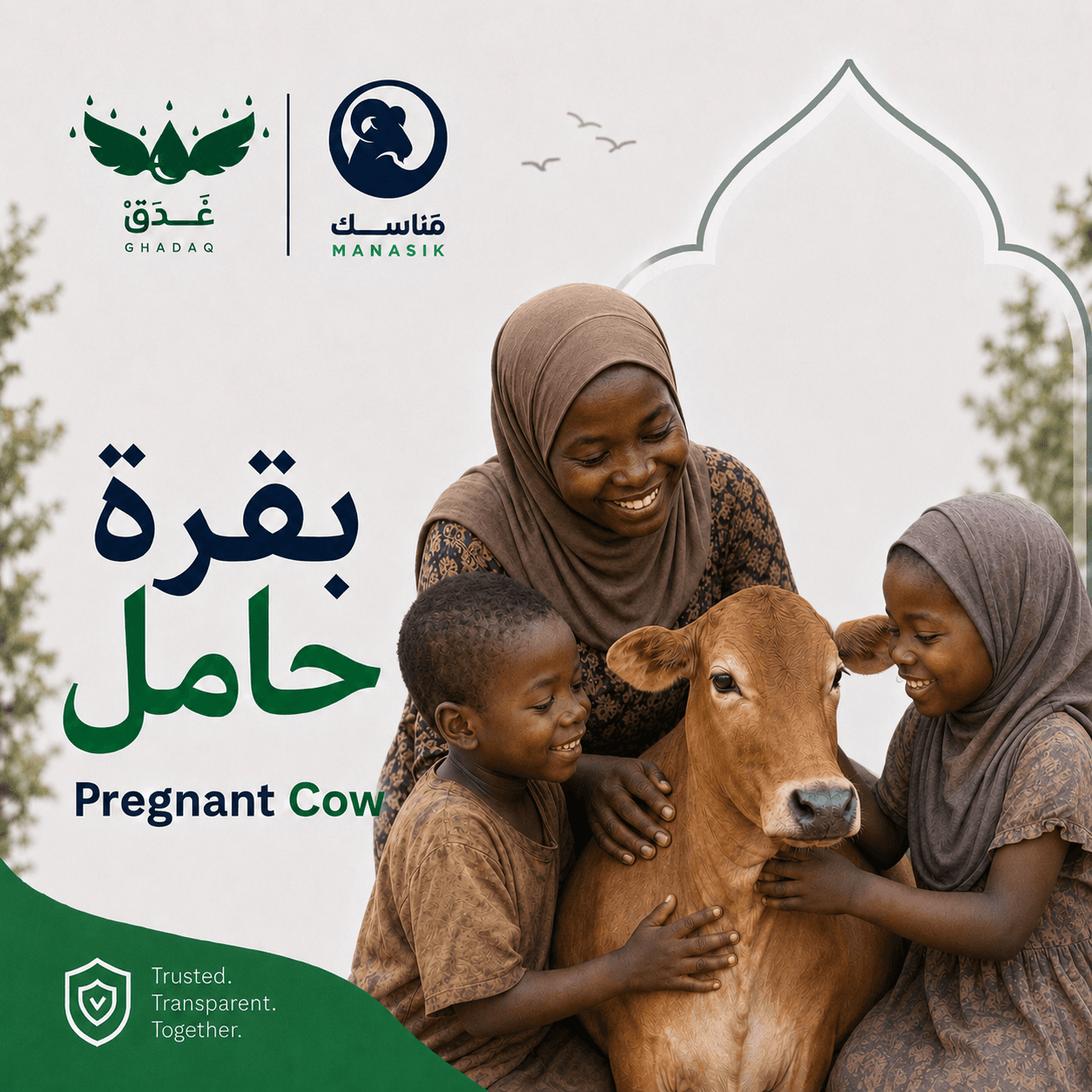 بَقـــرة حَامـــل